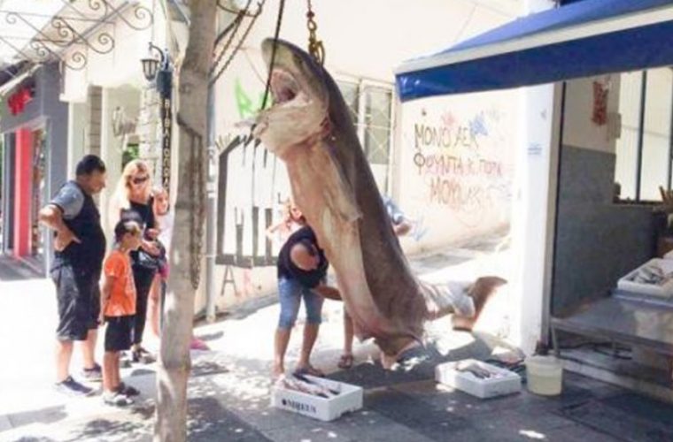 Ψαράδες έπιασαν έναν καρχαρία 300 κιλών στην Κεφαλονιά (εικόνες)
