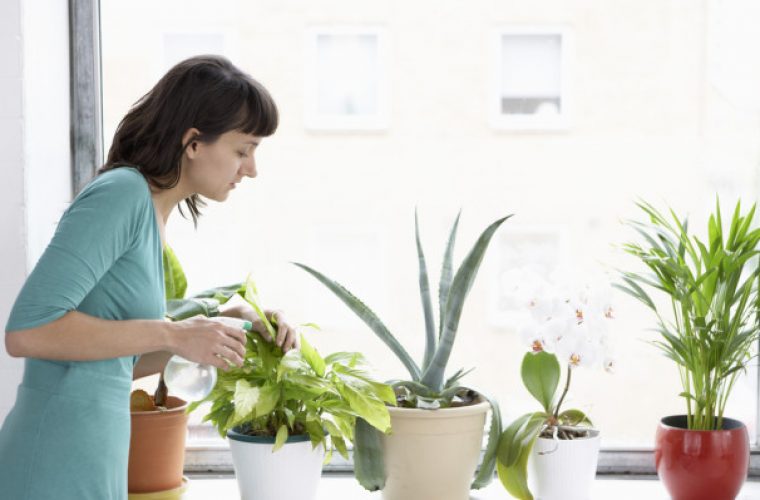 Καλύτερη ποιότητα αέρα μέσα στο σπίτι, αν έχετε αυτά τα φυτά εσωτερικού χώρου!
