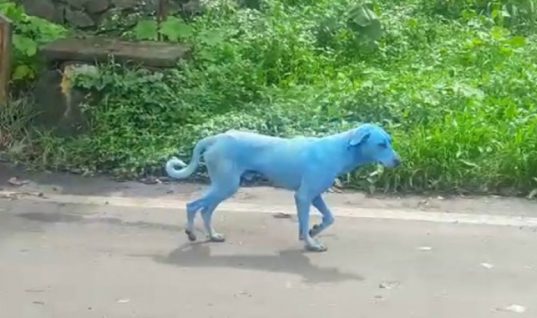 Στην Ινδία οι σκύλοι γίνονται μπλε! (εικόνες & βίντεο)