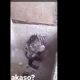 Απίστευτο βίντεο: Αρουραίος κάνει μπάνιο σαν… άνθρωπος!