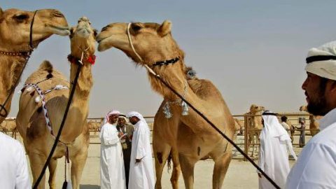 Απέκλεισαν 12 καμήλες από διαγωνισμό ομορφιάς -Επειδή… είχαν κάνει μπότοξ! (εικόνες)
