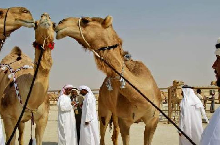 Απέκλεισαν 12 καμήλες από διαγωνισμό ομορφιάς -Επειδή… είχαν κάνει μπότοξ! (εικόνες)