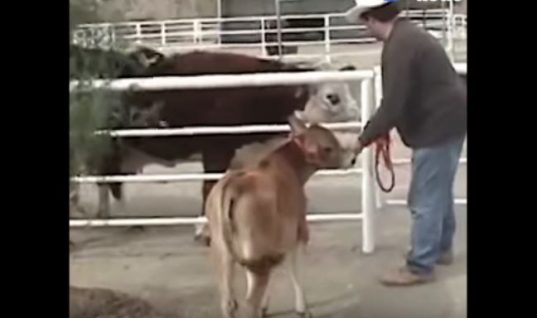 Αγελάδα δε σταματά να κλαίει από όταν την χώρισαν από το μωρό της – Δείτε την αντίδρασή της όταν επανασυνδέονται