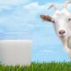 Κατσικίσιο γάλα: ένας «θησαυρός» από τα παλιά!
