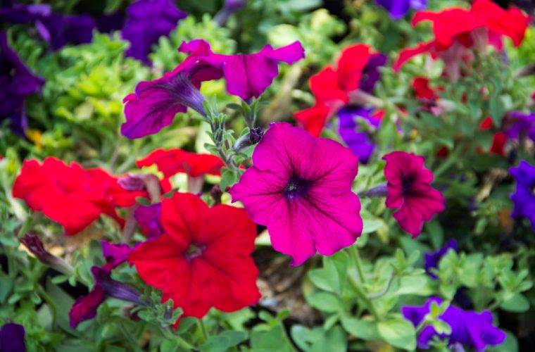 Τα 10 λουλούδια που αγαπούν την άνοιξη και γεμίζουν χρώμα το μπαλκόνι σου!