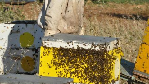 Μυστήριο με τον 32χρονο που έχασε τη ζωή του από τσίμπημα μέλισσας- Δεν βρέθηκε σημάδι από τσίμπημα