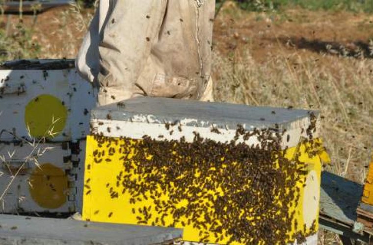 Μυστήριο με τον 32χρονο που έχασε τη ζωή του από τσίμπημα μέλισσας- Δεν βρέθηκε σημάδι από τσίμπημα