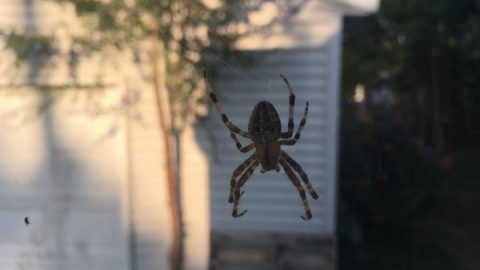 Δύο τρόποι για να μην πιάνει σύντομα το σπίτι σας αράχνες!