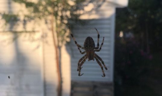 Δύο τρόποι για να μην πιάνει σύντομα το σπίτι σας αράχνες!
