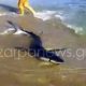 Πάγωσαν οι λουόμενοι σε παραλία της Κρήτης: Καρχαρίας βγήκε στην ακτή