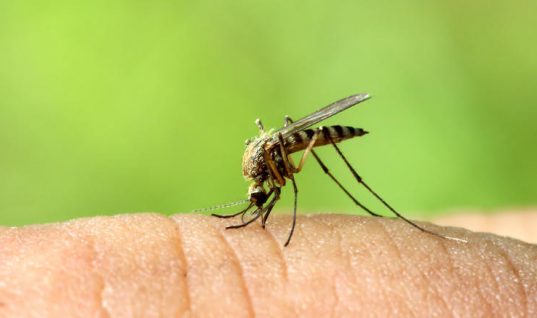 Συναγερμός σε 25 δήμους – Μολυσμένα κουνούπια μεταδίδουν τον ιό του Δυτικού Νείλου – 3 νεκροί