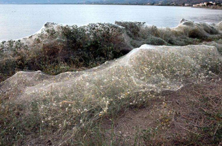 Εντυπωσιακό φαινόμενο στο Αιτωλικό: Ιστός από αράχνες κάλυψε 300 μέτρα βλάστησης 