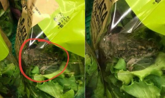 Σάλος με τον βάτραχο που βρέθηκε μέσα σε σαλάτα γνωστής αλυσίδας σούπερ μάρκετ (εικόνα)