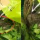 Σάλος με τον βάτραχο που βρέθηκε μέσα σε σαλάτα γνωστής αλυσίδας σούπερ μάρκετ (εικόνα)