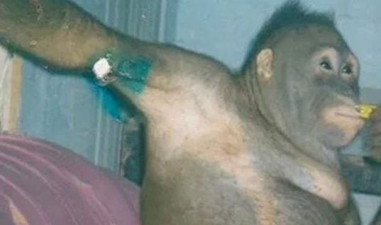 Η σοκαριστική ιστορία της Πόνι -Του ουρακοτάγκου που βίαζαν άνθρωποι σε οίκο ανοχής (εικόνες)