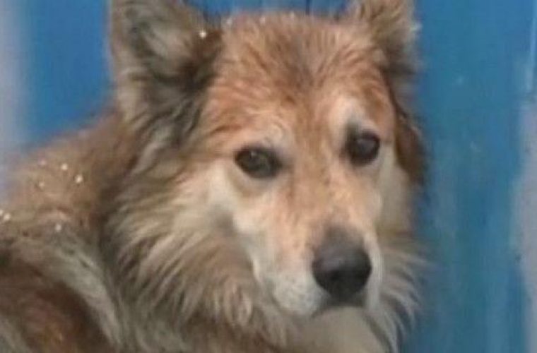 Εγκλημα στην Κέρκυρα: Ο σκύλος της 29χρονης την περιμένει στην πόρτα, μέσα στο κρύο, κάτω από βροχή (video)