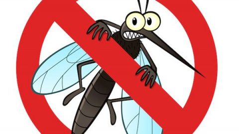 Το μυστικό για να ξεφορτωθείς μια για πάντα τα κουνούπια από το σπίτι