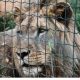 Χαλκιδική: Με κατοικίδιο ένα λιοντάρι – Πήρε ειδική άδεια και το κράτησε κοντά στο σπίτι του (vid)