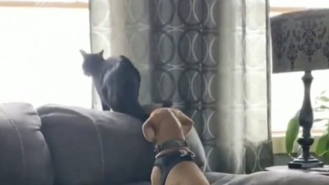 Απίθανο βίντεο: Ο έρωτας ενός σκύλου με μια μαύρη γάτα θα σε κάνει να «λιώσεις»!