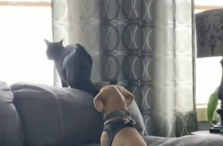 Απίθανο βίντεο: Ο έρωτας ενός σκύλου με μια μαύρη γάτα θα σε κάνει να «λιώσεις»!