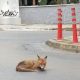 Απίστευτη εικόνα στην Αγία Παρασκευή: Αλεπού λιάζεται στη μέση του δρόμου! (φωτό & βίντεο)