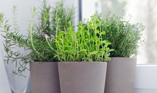 Τα φυτά που είναι κατάλληλα για το μπαλκόνι μας την άνοιξη σύμφωνα με γεωπόνο