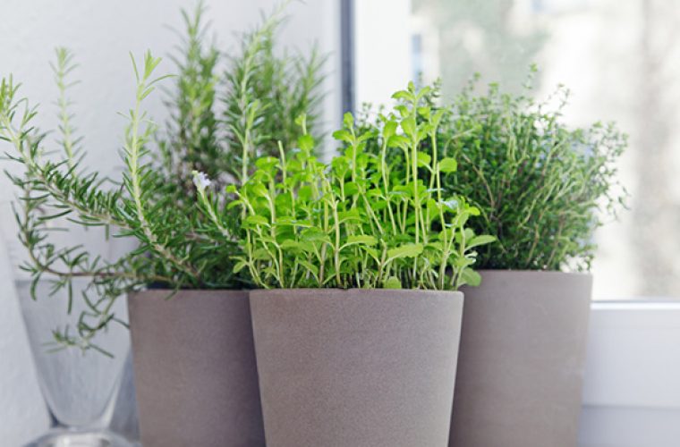 Τα φυτά που είναι κατάλληλα για το μπαλκόνι μας την άνοιξη σύμφωνα με γεωπόνο