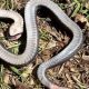 Απίστευτη τραγωδία στο Αγρίνιο: Σκότωσε φίδι στο σπίτι του και μετά πέθανε από ανακοπή