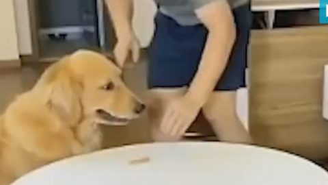 Μυθικό βίντεο: Πανέξυπνος σκύλος τρώει μπισκότο και το αντικαθιστά με άλλο! (vid)
