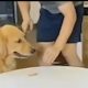 Μυθικό βίντεο: Πανέξυπνος σκύλος τρώει μπισκότο και το αντικαθιστά με άλλο! (vid)