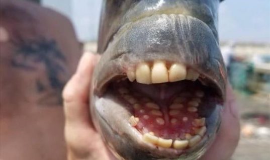 Έπιασε ψάρι με ανθρώπινα δόντια! (εικόνες)