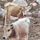 Εικόνες θλίψης στη Θεσπρωτία με σκελετωμένες αγελάδες: «Ολόκληρο χωριό βρωμάει ψοφίμι»