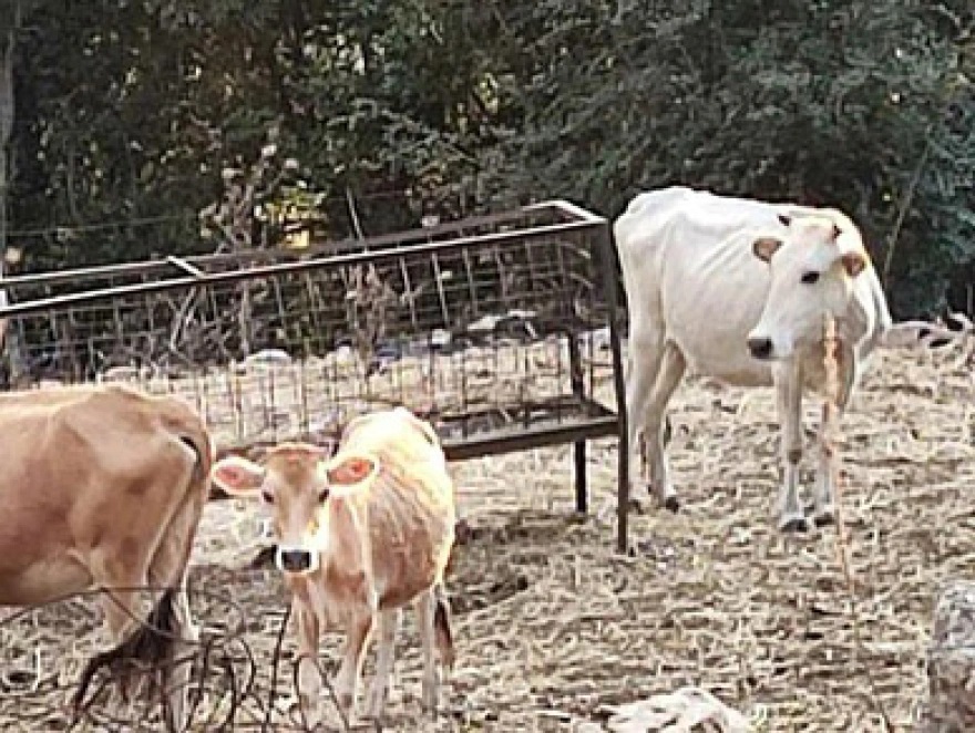 Εικόνες θλίψης στη Θεσπρωτία με σκελετωμένες αγελάδες: «Ολόκληρο χωριό βρωμάει ψοφίμι»