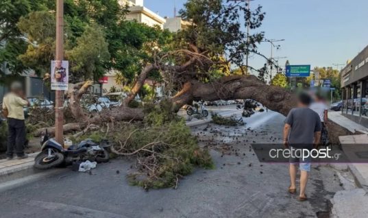 Αδιανόητη τραγωδία στην Κρήτη: 51χρονος καταπλακώθηκε από δέντρο την ώρα που περίμενε στο φανάρι με τη μηχανή του