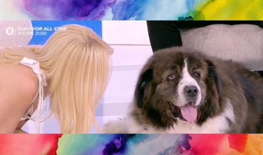 Ξεκαρδιστικό βίντεο με Φαίη Σκορδά: Σκύλος αρνείται επιδεικτικά να την κοιτάξει