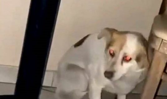 Μένια: Η σκυλίτσα «Χάτσıκο» της Πτολεμαΐδας, που δεν φεύγει από το τραπεζάκι στο καφενείο που έπινε καφέ το αφεντικό της